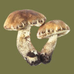 Boletus